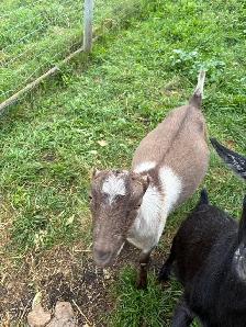 two goats for sale - Photo 2