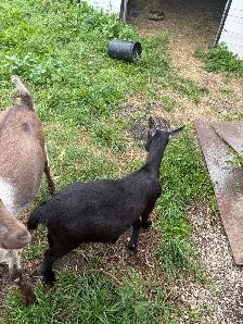 two goats for sale - Photo 3