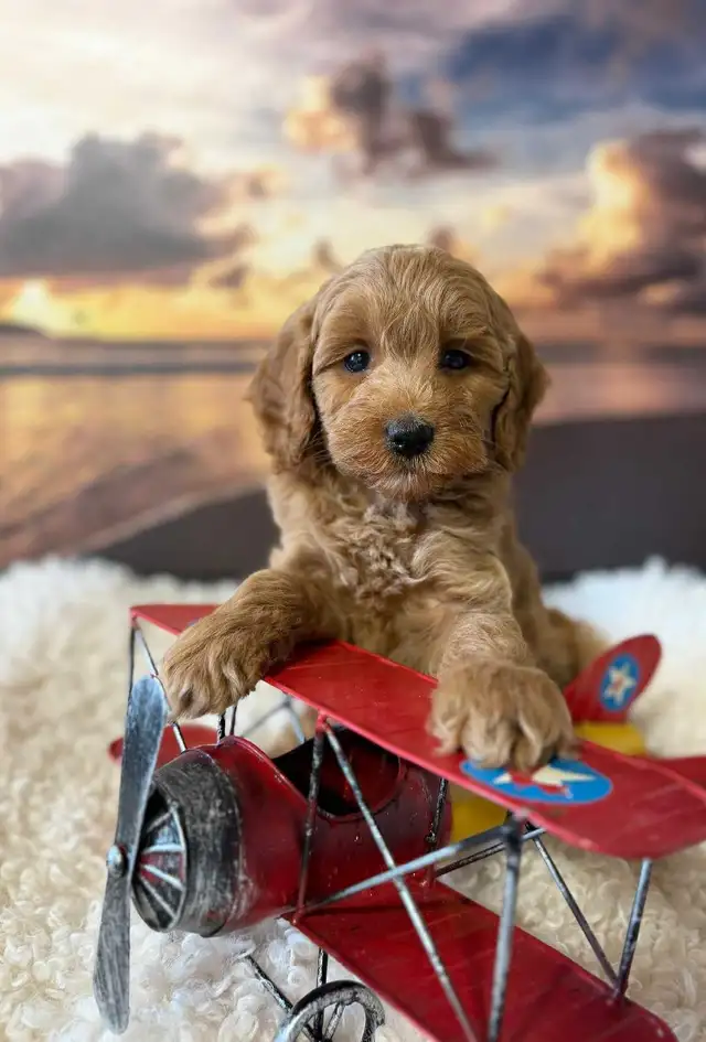 Cockapoo Puppies