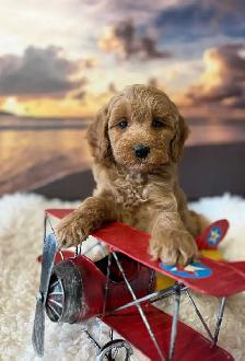 Cockapoo Puppies