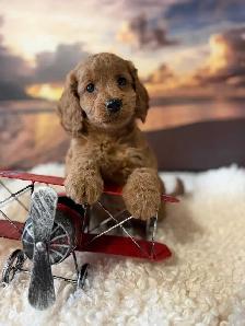 Cockapoo Puppies - Photo 2