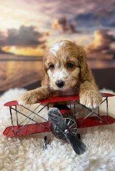 Cockapoo Puppies - Photo 3