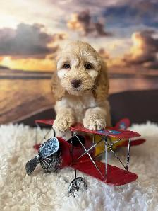 Cockapoo Puppies - Photo 4
