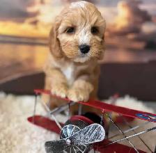 Cockapoo Puppies - Photo 5