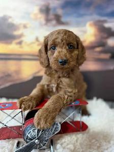 Cockapoo Puppies - Photo 6