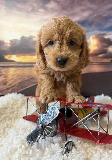 Cockapoo Puppies - Photo 7