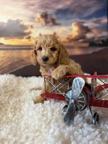 Cockapoo Puppies - Photo 8