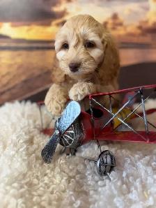 Cockapoo Puppies - Photo 9
