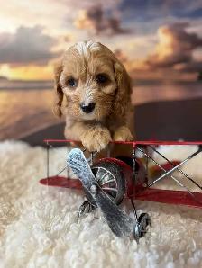 Cockapoo Puppies - Photo 10