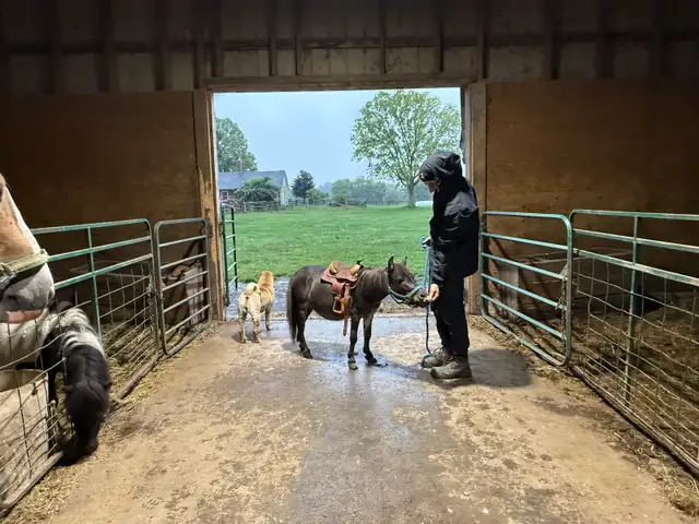 Kids leadline pony