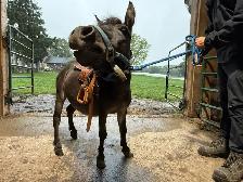 Kids leadline pony - Photo 2