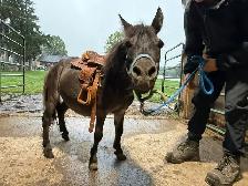 Kids leadline pony - Photo 3
