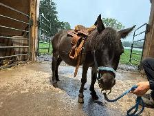 Kids leadline pony - Photo 4