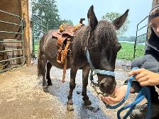 Kids leadline pony - Photo 5