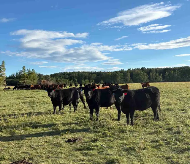 bred heifers