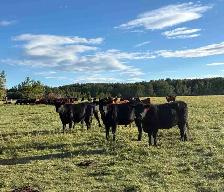 bred heifers