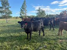 bred heifers - Photo 2