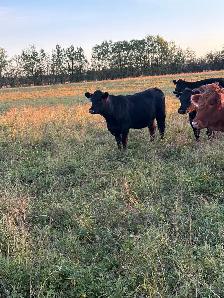 bred heifers - Photo 3