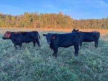 bred heifers - Photo 4