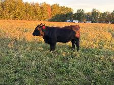 bred heifers - Photo 5