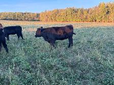 bred heifers - Photo 6