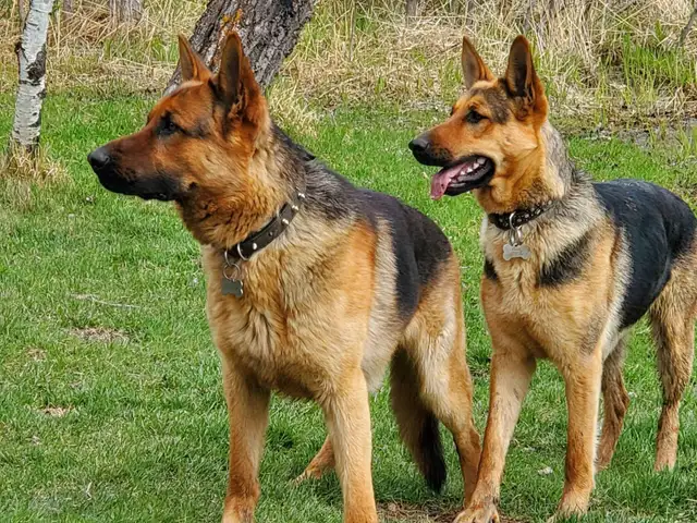 Purebred German Shepherd Puppies