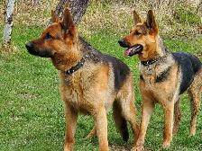 Purebred German Shepherd Puppies