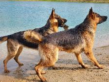 Purebred German Shepherd Puppies - Photo 2