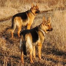 Purebred German Shepherd Puppies - Photo 3