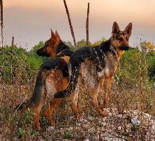 Purebred German Shepherd Puppies - Photo 4