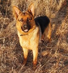Purebred German Shepherd Puppies - Photo 5