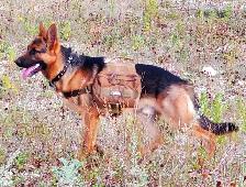 Purebred German Shepherd Puppies - Photo 6