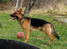 Purebred German Shepherd Puppies - Photo 7