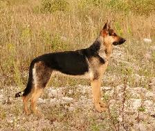 Purebred German Shepherd Puppies - Photo 8