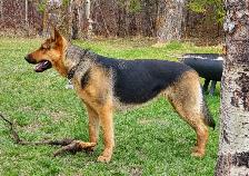 Purebred German Shepherd Puppies - Photo 9
