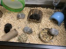 Dwarf Hamster Babies (friendly & social)
