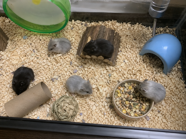 Dwarf Hamster Babies (friendly & social)