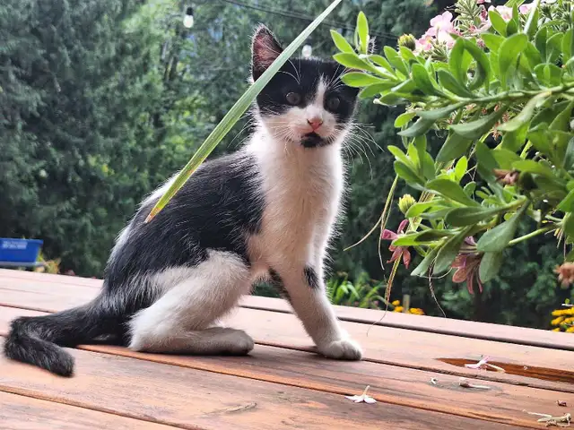 Female Kitten