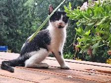 Female Kitten