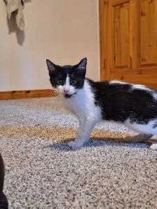 Female Kitten - Photo 2