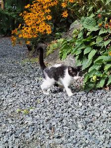 Female Kitten - Photo 3
