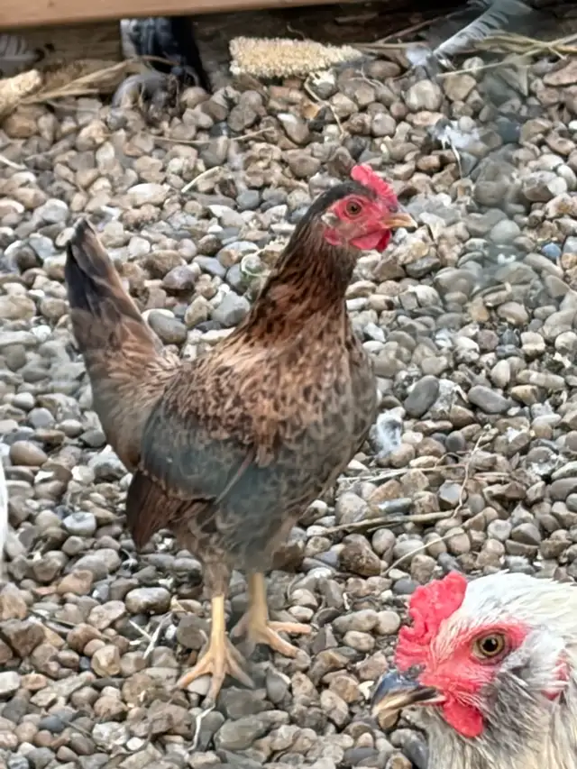 Roosters