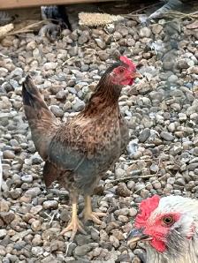 Roosters