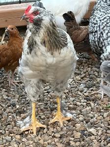 Roosters - Photo 2