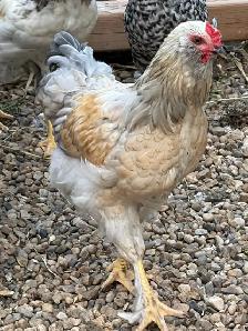 Roosters - Photo 3