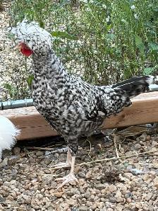 Roosters - Photo 4