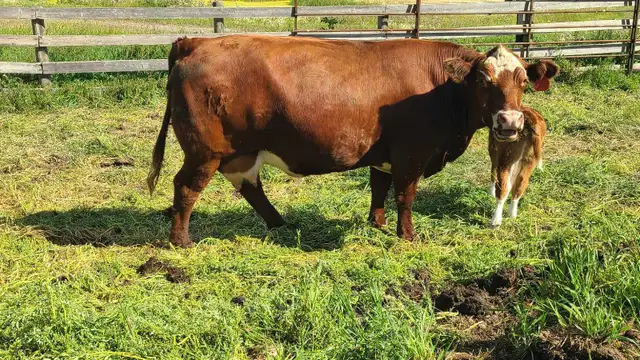 cow calf pair