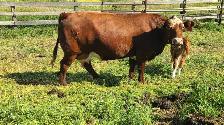 cow calf pair