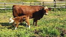 cow calf pair - Photo 2