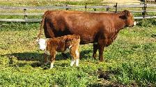 cow calf pair - Photo 3